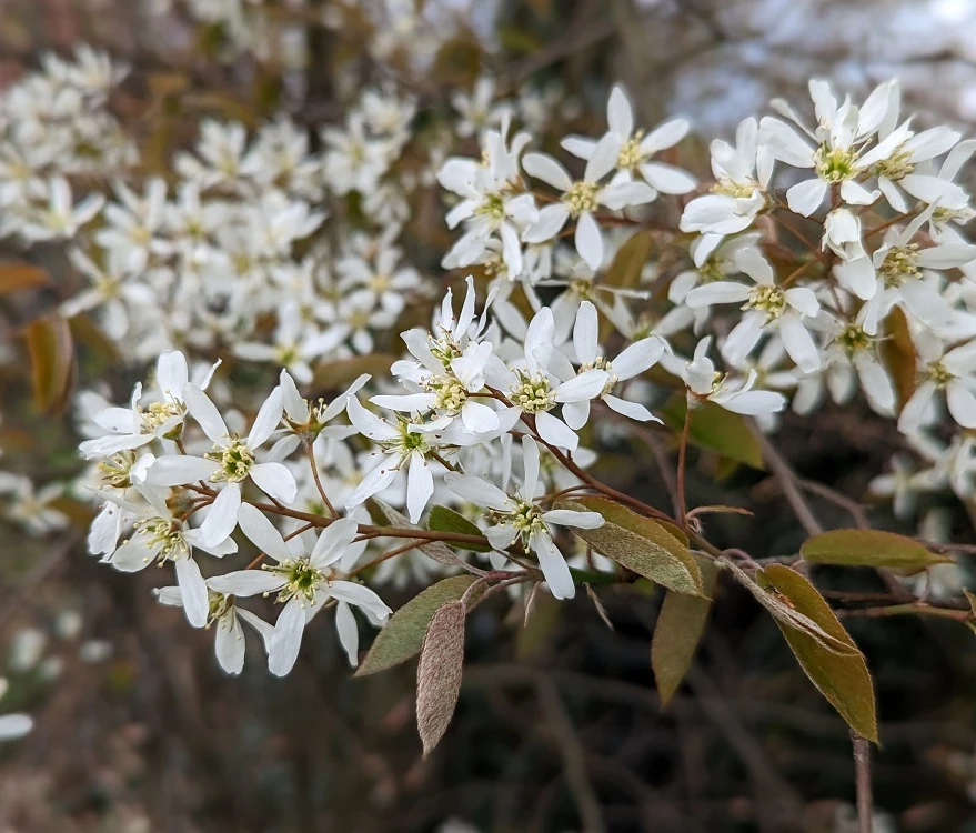 Prince William-Großfruchtige Felsenbirne Amelanchier `Prince William´ – Bild 3