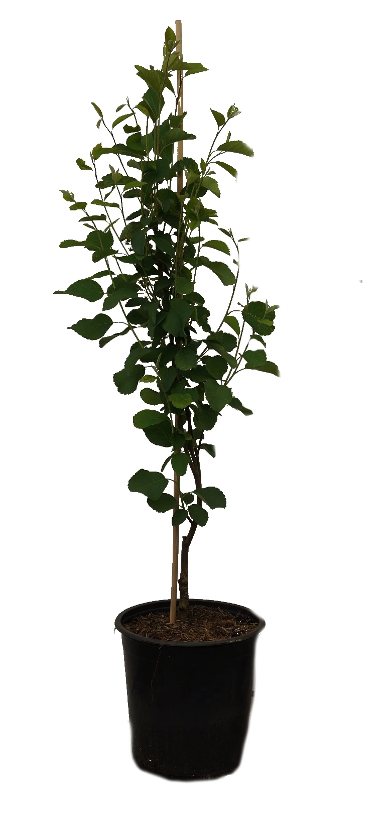 Aufrecht Wachsende Felsenbirne `Obelisk´ Amelanchier Alnifolia `Obelisk´ – Bild 2