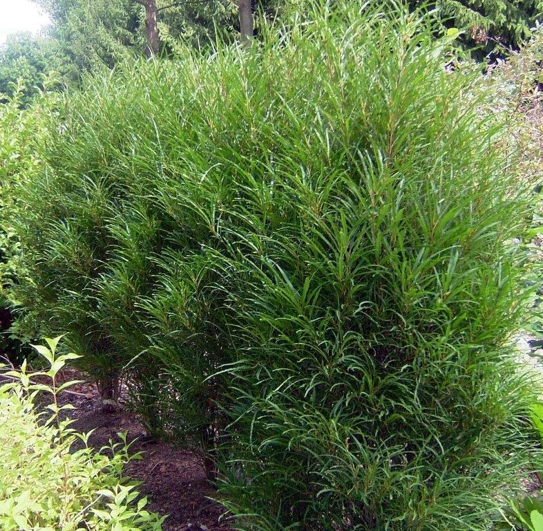 Farnblättriger Säulen-Faulbaum `Fine Line´ Rhamnus Frangula `Fine Line´ – Bild 5