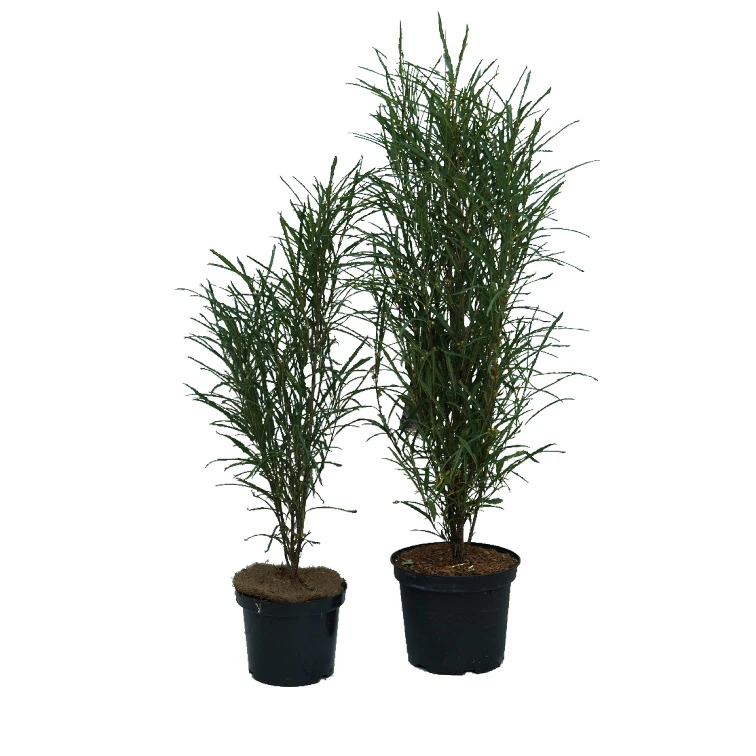 Farnblättriger Säulen-Faulbaum `Fine Line´ Rhamnus Frangula `Fine Line´ – Bild 3