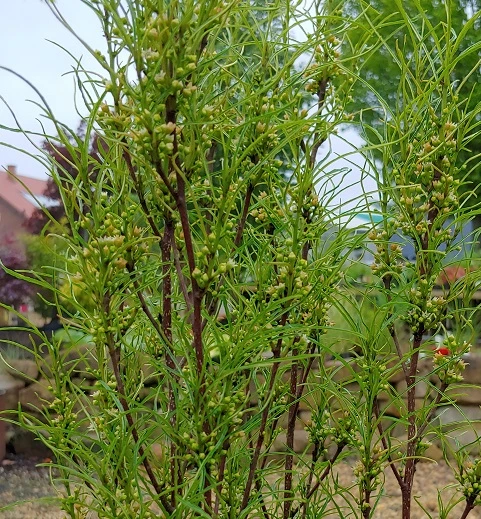 Farnblättriger Säulen-Faulbaum `Fine Line´ Rhamnus Frangula `Fine Line´ – Bild 2