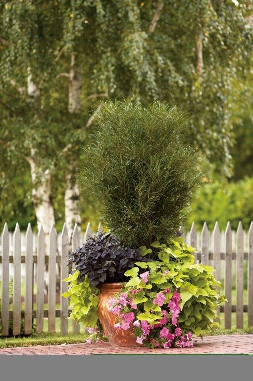 Farnblättriger Säulen-Faulbaum `Fine Line´ Rhamnus Frangula `Fine Line´ – Bild 6