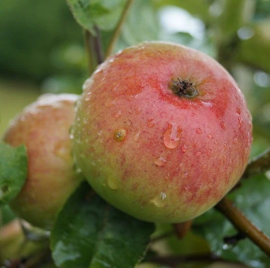 Säulenapfel `Frenic´ Malus Domestica