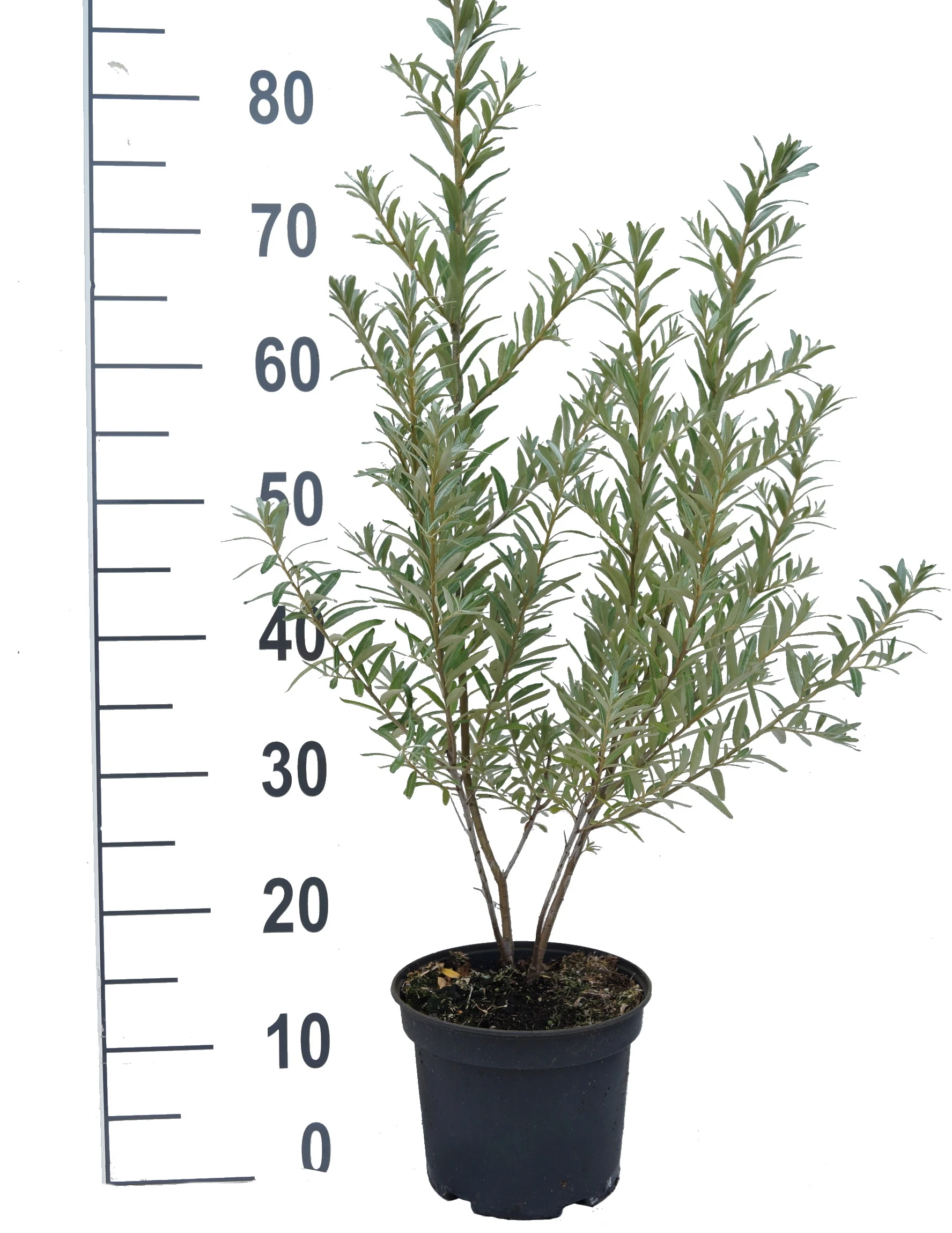 Sanddorn `Friesdorfer Orange´ (selbstfruchtbar) Hippophae Rhamnoides `Friesdorfer Orange´ – Bild 2