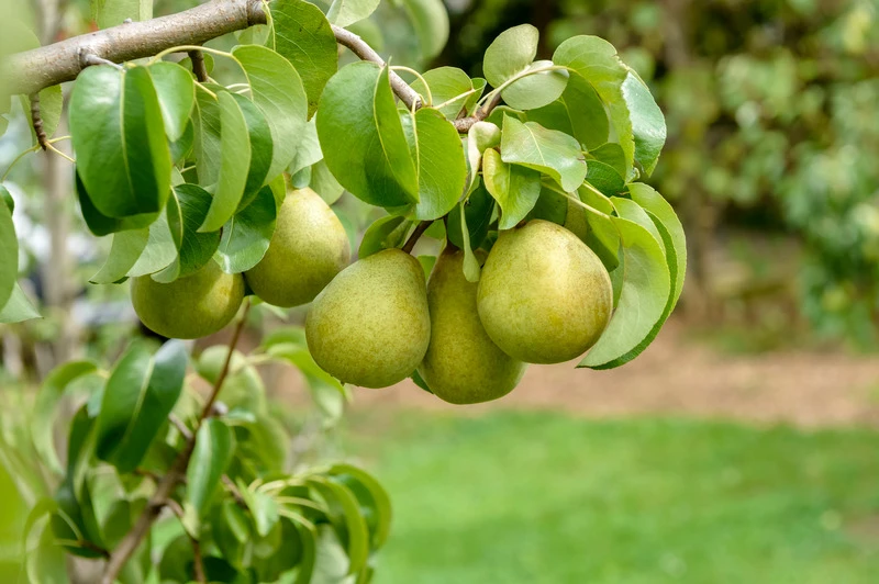 Gellerts Butterbirne Pyrus Communis `Gellert´s Butterbirne´ – Bild 2