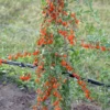 Goji / Chinesische Wolfsbeere `Big Lifeberry´ Lycium Barbarum `Big Lifeberry´
