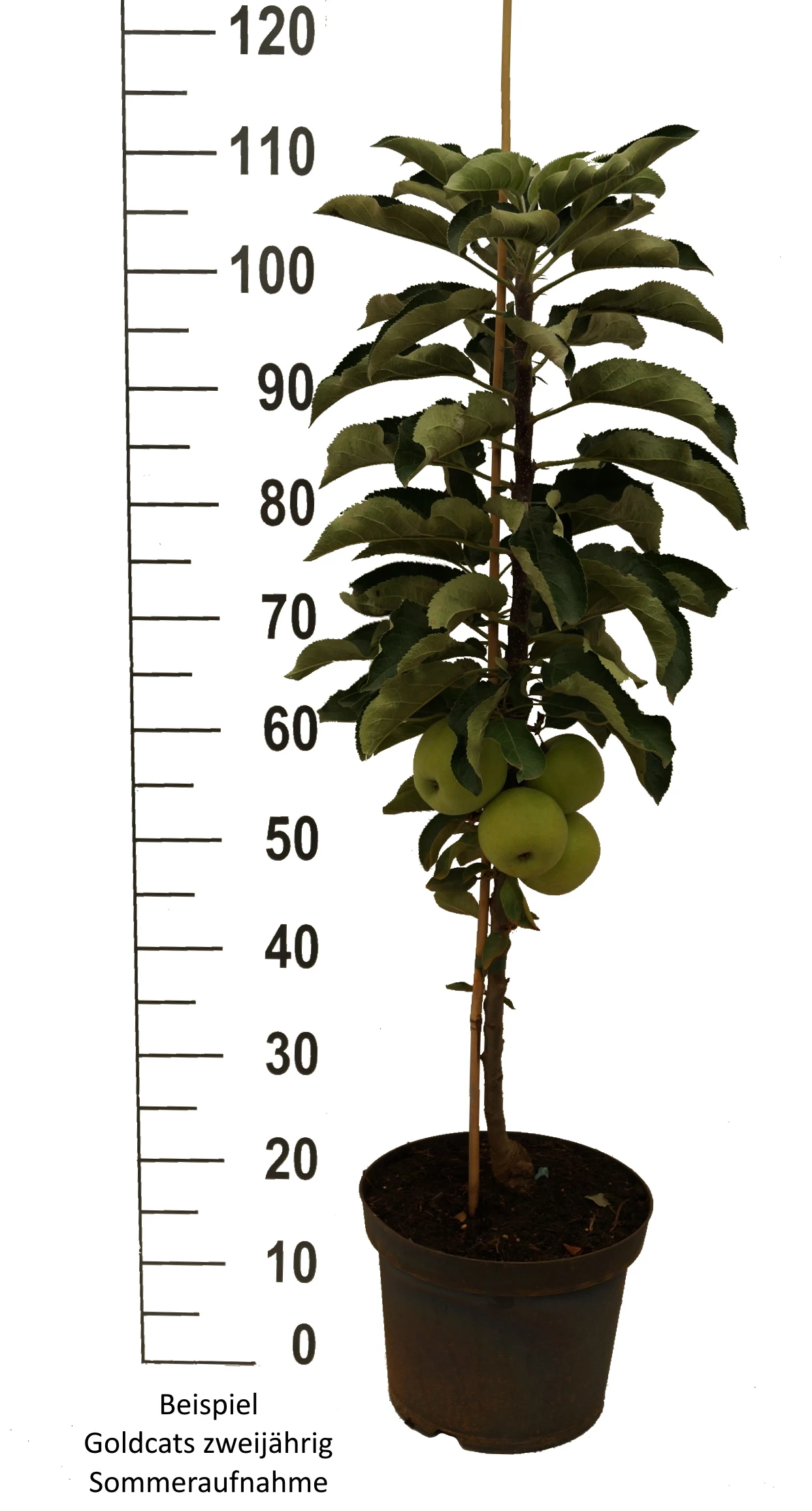 Säulenapfel `Goldcats´ Malus Domestica `Goldcats´ – Bild 3