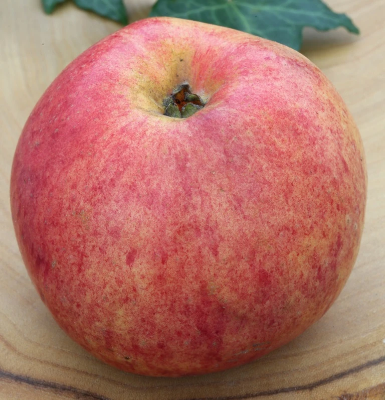 Gravensteiner Malus Domestica – Bild 2