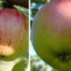 Duo-Apfelbaum `Gravensteiner´ & `Kaiser Wilhelm´ Malus Domestica