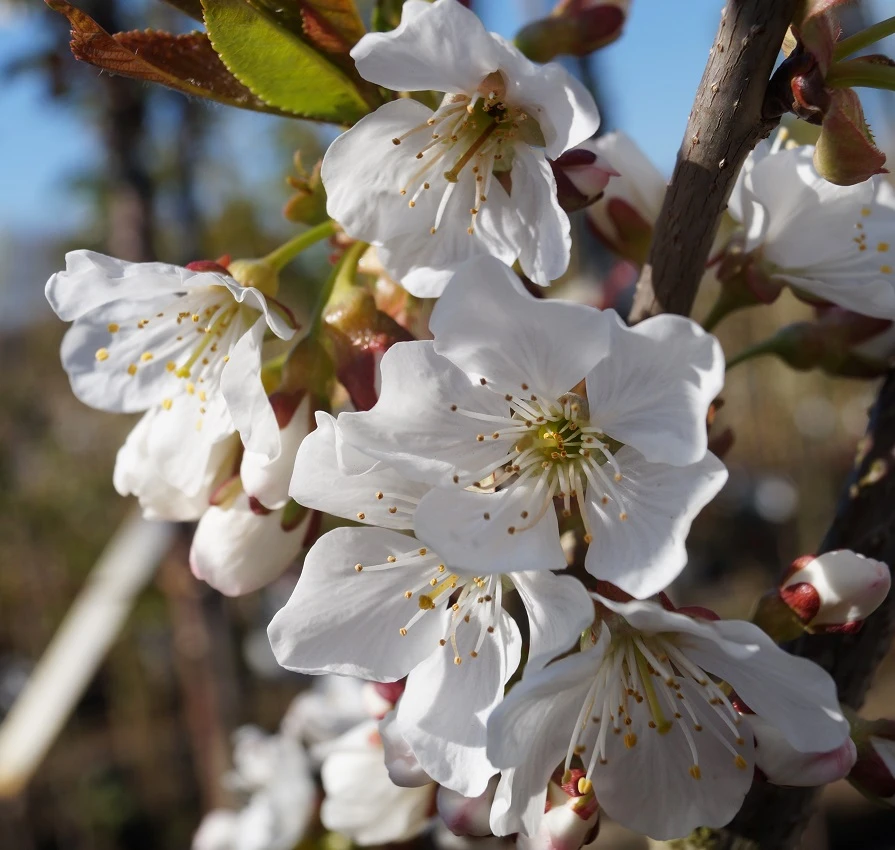 Große Prinzessin / Napoleon Prunus Avium `Große Prinzessin´ – Bild 2
