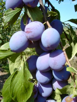 Säulenzwetsche `Imperial´ (einjährig) Prunus Domestica `Imperial´