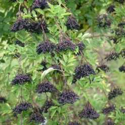 Holunder Haschberg Sambucus Nigra `Haschberg´