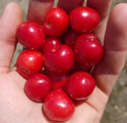 Säulenkirsche `Helene ®´ (zweijährig) 160-180cm Prunus Avium `Helene´