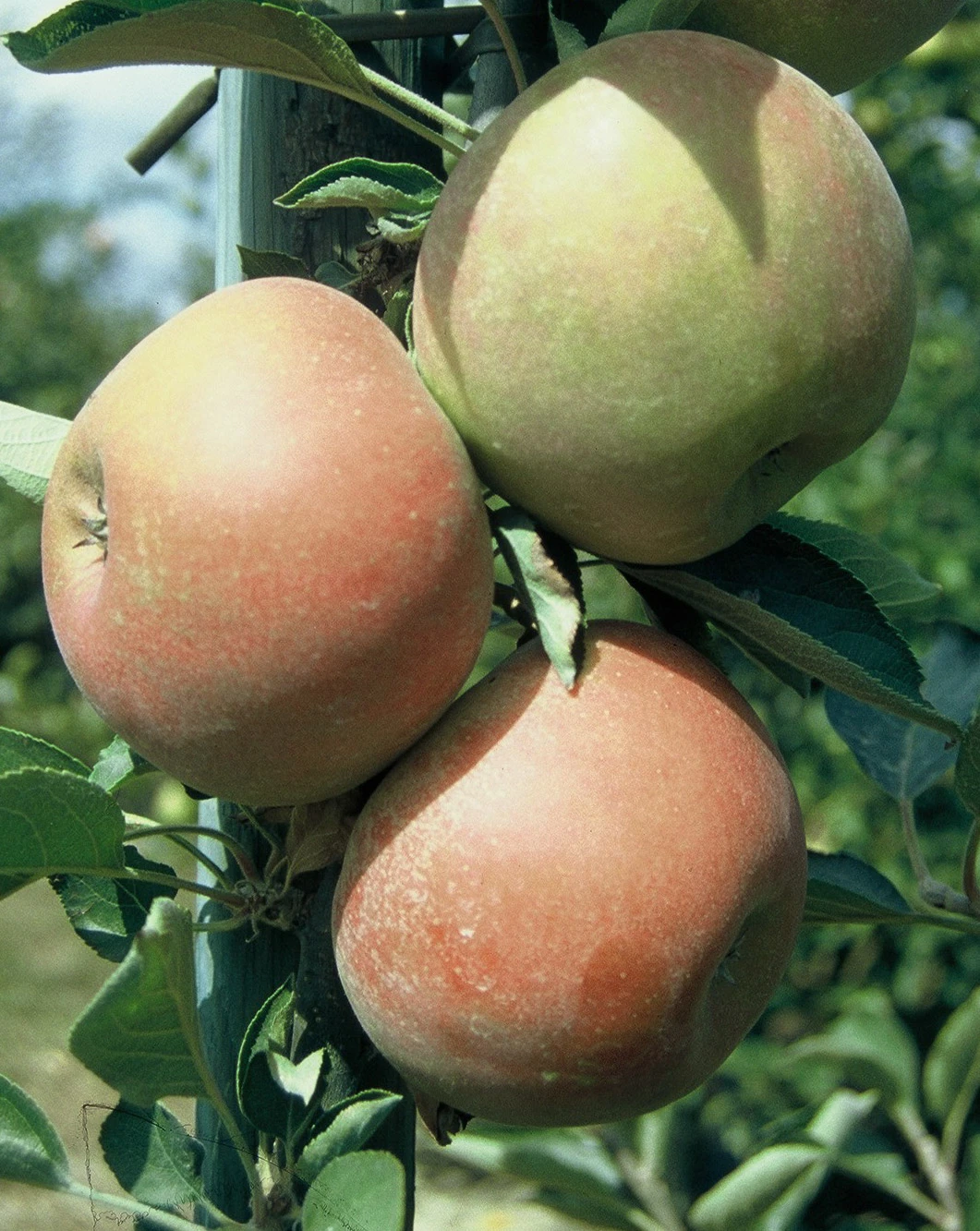 Holsteiner Cox Malus Domestica – Bild 2