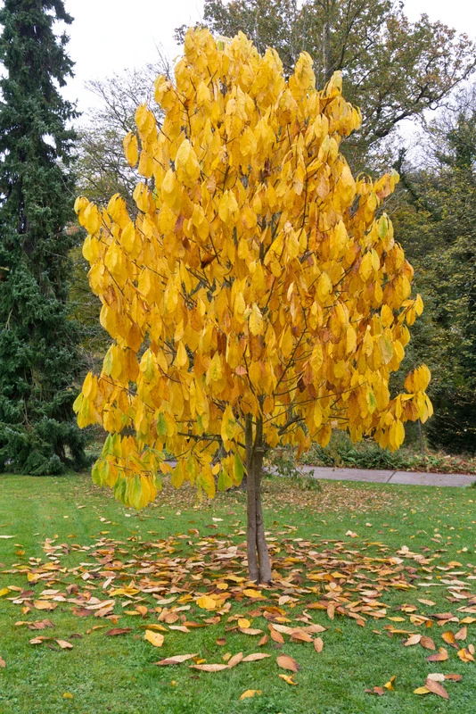 Indianerbanane (Paw Paw) Asimina Triloba – Bild 4