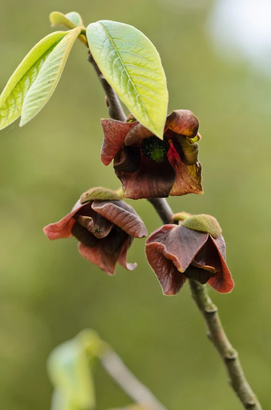 Indianerbanane (Paw Paw) Asimina Triloba – Bild 5