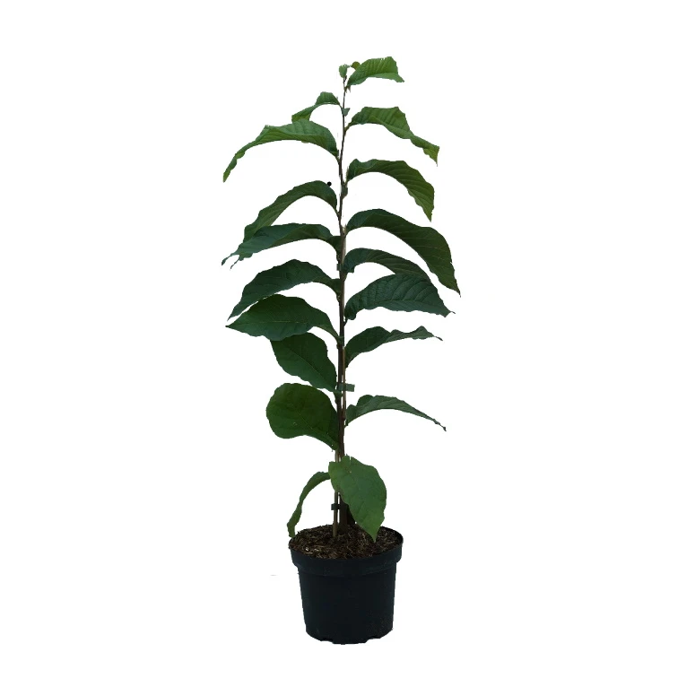 Indianerbanane (Paw Paw) Asimina Triloba – Bild 3