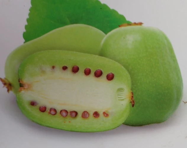 Bayern-Kiwi `Issai´ (selbstfruchtbar) Actinidia Arguta `Issai´ – Bild 2