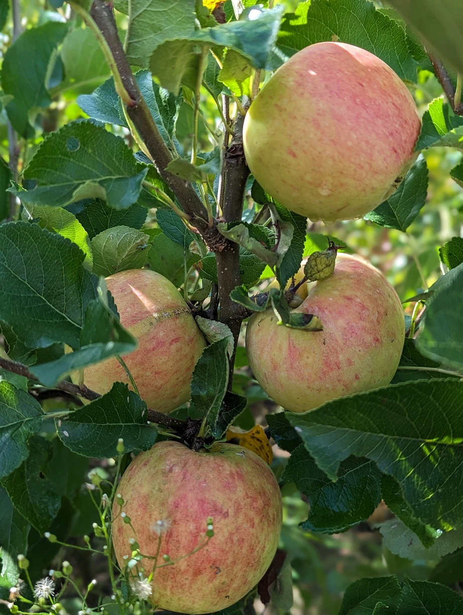 James Grieve Malus Domestica – Bild 2