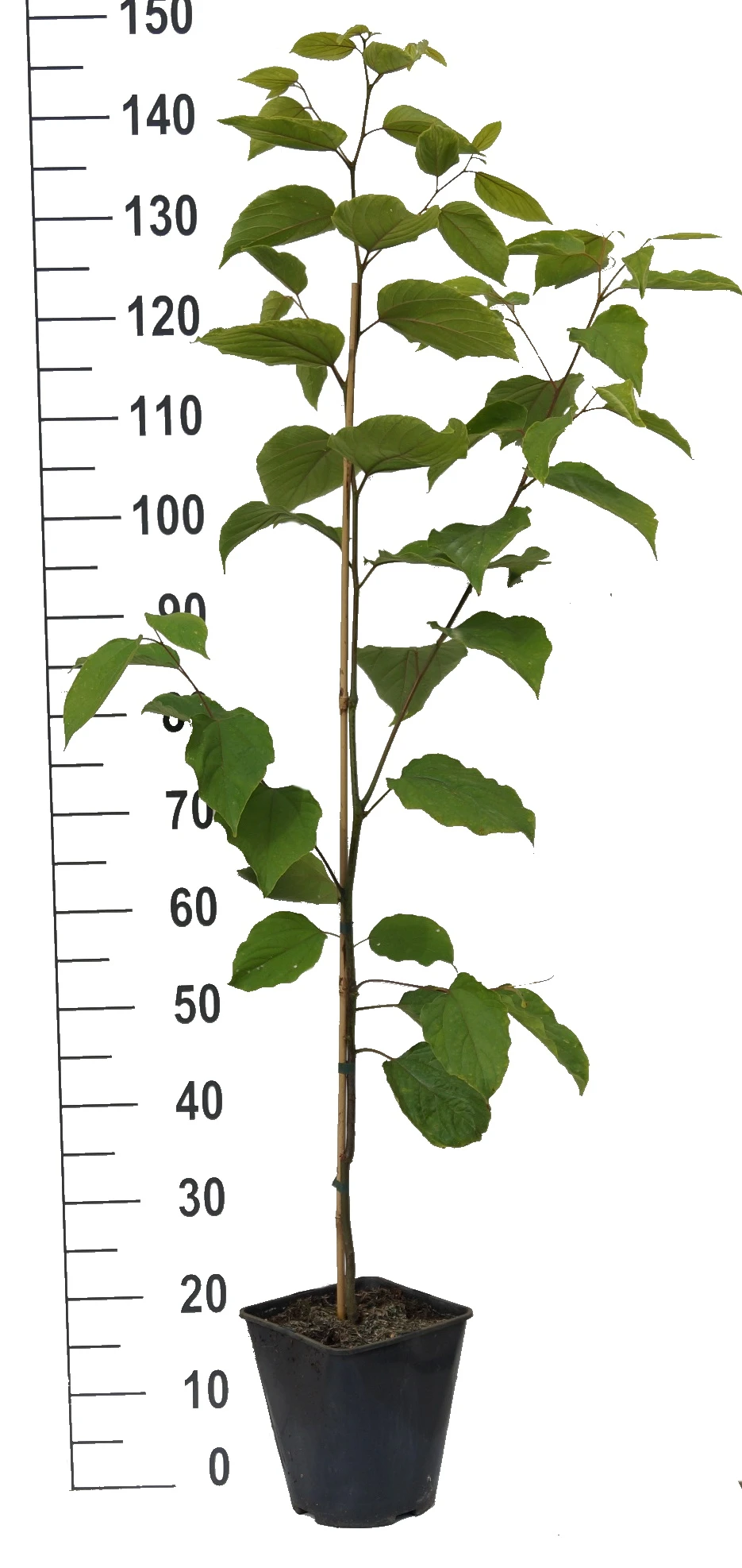 Japanischer Rosinenbaum Hovenia Dulcis – Bild 3