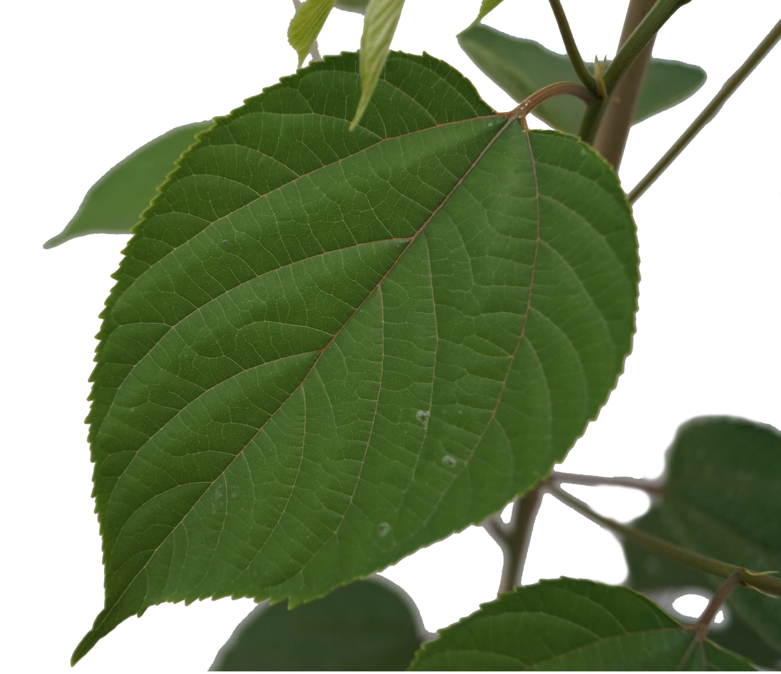 Japanischer Rosinenbaum Hovenia Dulcis – Bild 2