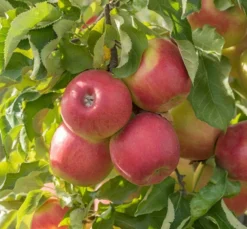 Jonagold Malus Domestica