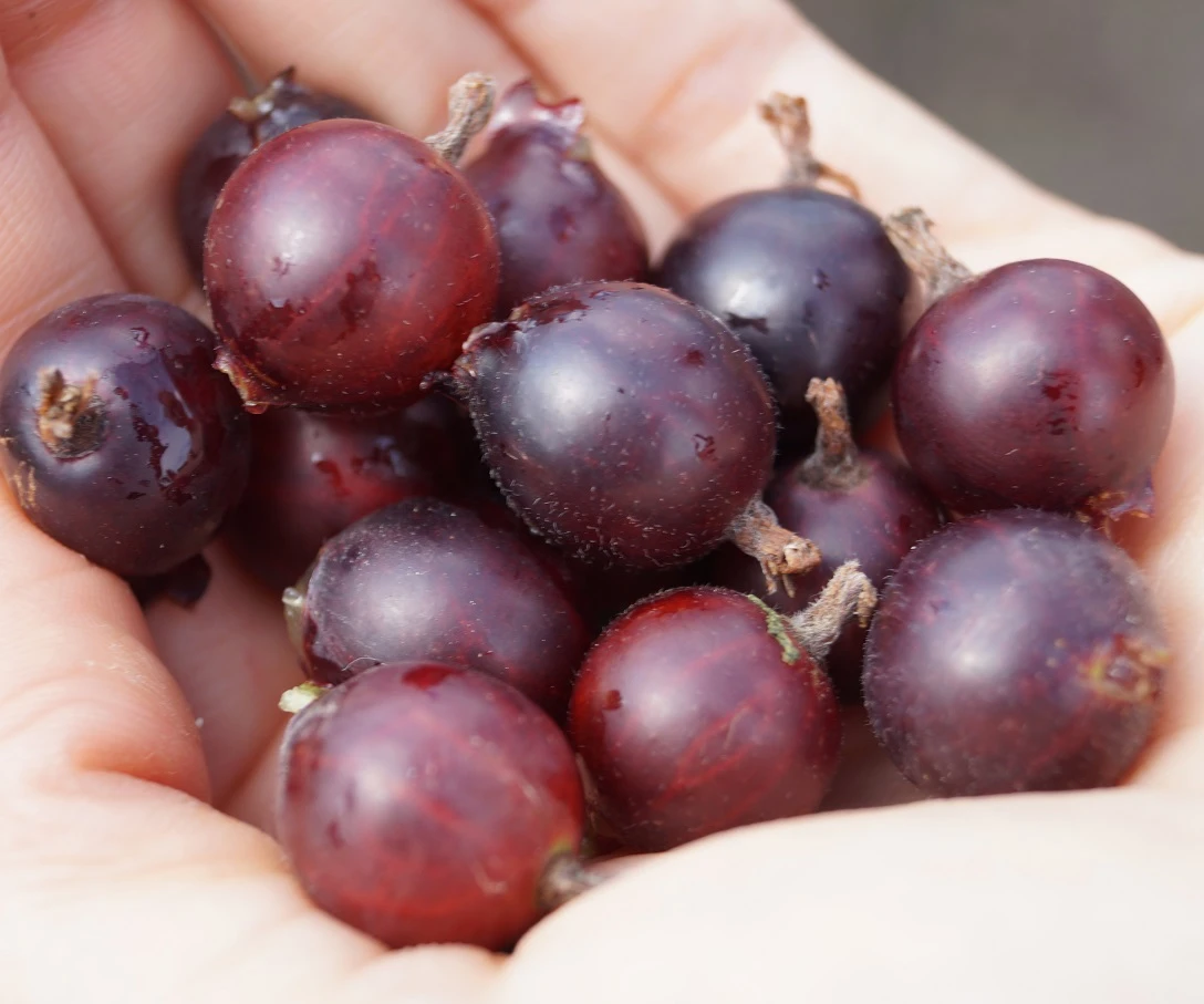 Jochelbeere Ribes X Nidrigolaria â Bild 2