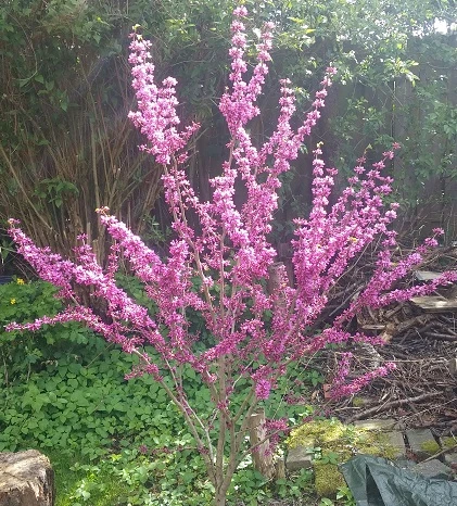 Judasbaum Cercis Siliquastrum – Bild 3