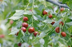 Jujube / Chinesische Dattel / Brustbeere `Li´ Ziziphus Jujuba
