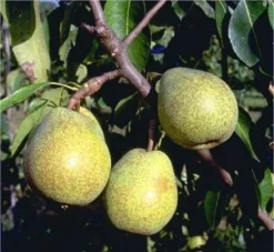 Köstliche Von Charneu Pyrus Communis `Köstliche Von Charneu´
