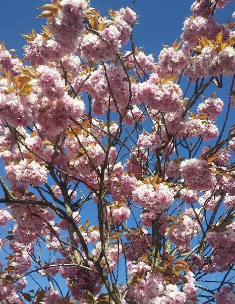 Zierkirsche `Kanzan´ Prunus Serrulata `Kanzan´ – Bild 2