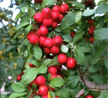 Kirschpflaume Prunus Cerasifera – Bild 2