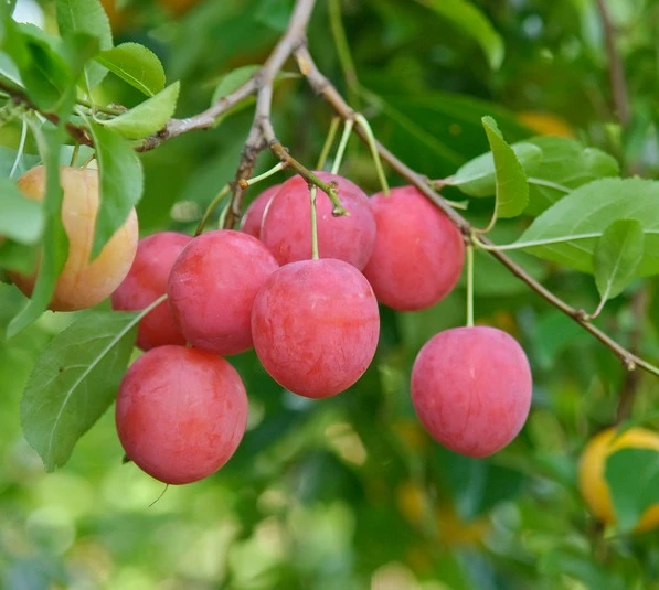 Kirschpflaume Prunus Cerasifera
