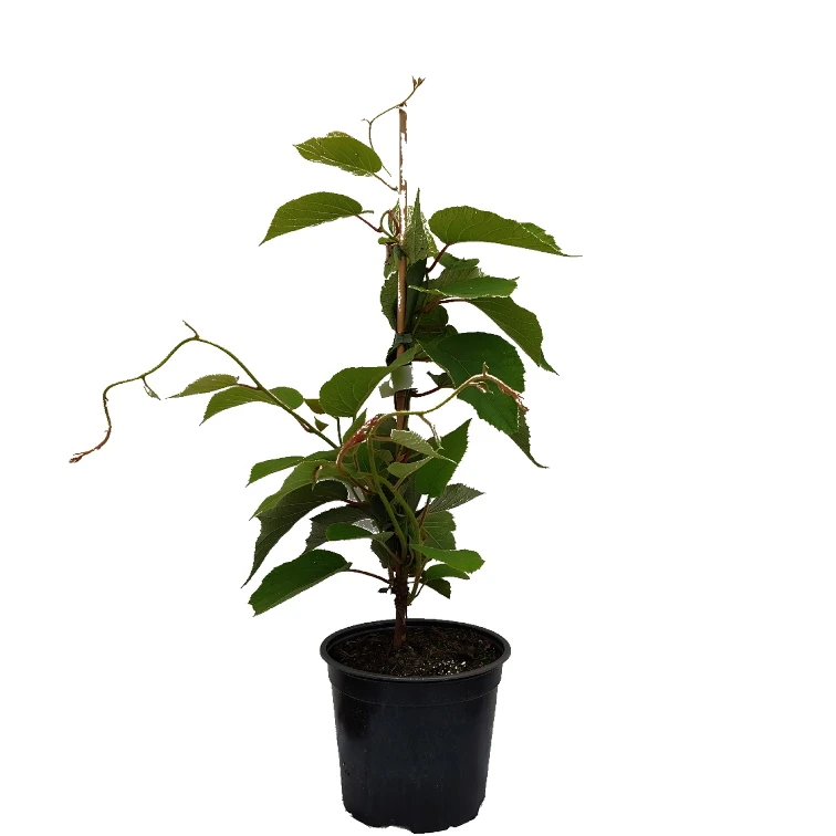 Kiwi Solo (selbstfruchtbar) Actinidia Chinensis `Solo´ – Bild 2