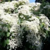 Kletterhortensie Hydrangea Petiolaris