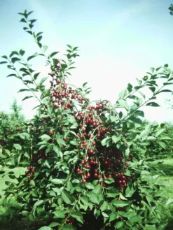 Zwergsauerkirsche Morellini Prunus Cerasus `Morellini´