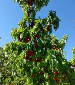 Großfrüchtige Kornelkirsche `Jolico´ Cornus Mas `Jolico´