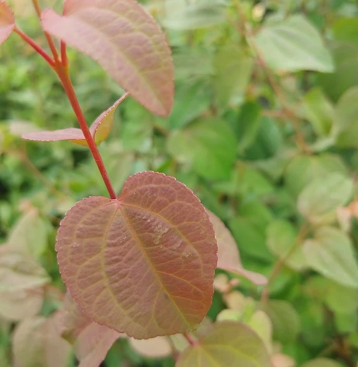 Lebkuchenbaum / Katsurabaum Cercidiphyllum Japonicum – Bild 5