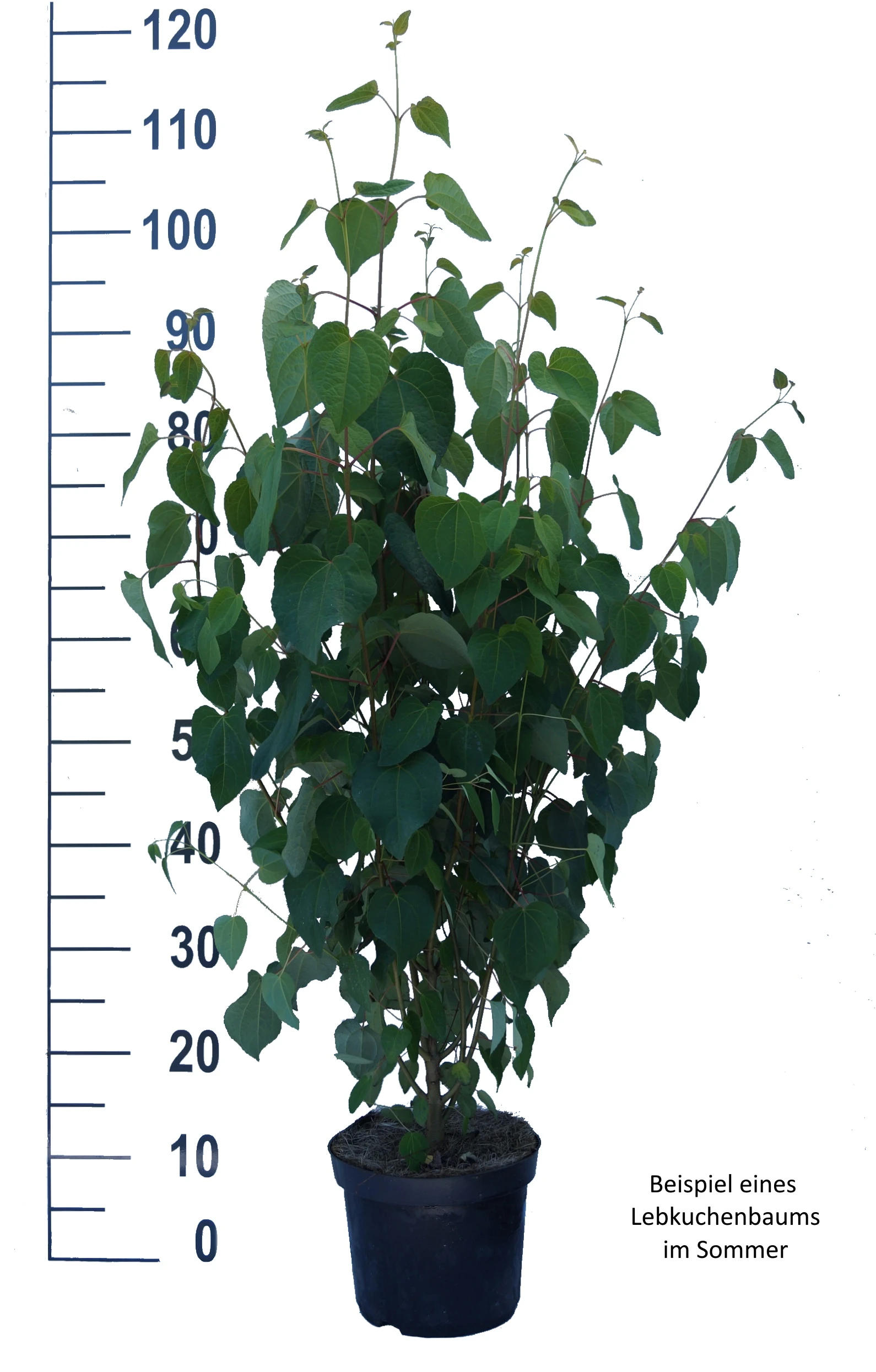 Lebkuchenbaum / Katsurabaum Cercidiphyllum Japonicum – Bild 6