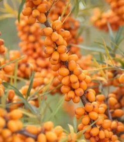Sanddorn `Leikora´ Hippophae Rhamnoides `Leikora´