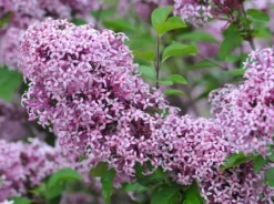 Zwerg-Duft-Flieder `Lillifee´® Syringa Meyeri `Lillifee´