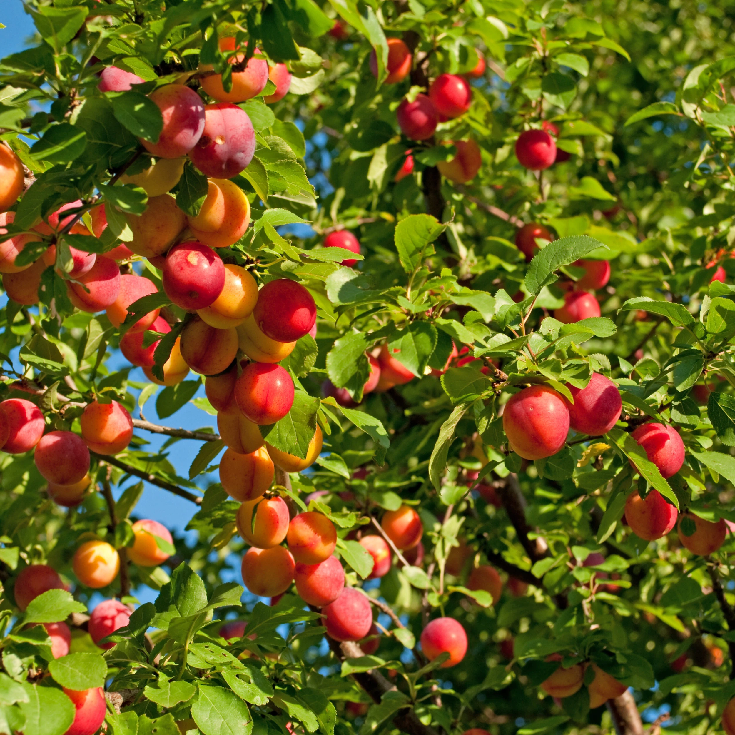 Mirabelle `Show Late´ Prunus Domestica Susp. Syriaca `Show Late´