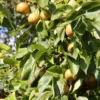 Nashi `Naddel Pear´ (Halbstamm Wurzelnackt) Pyrus Pyrifolia