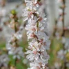 Nankingkirsche `Orient´ Prunus Tomentosa Orient