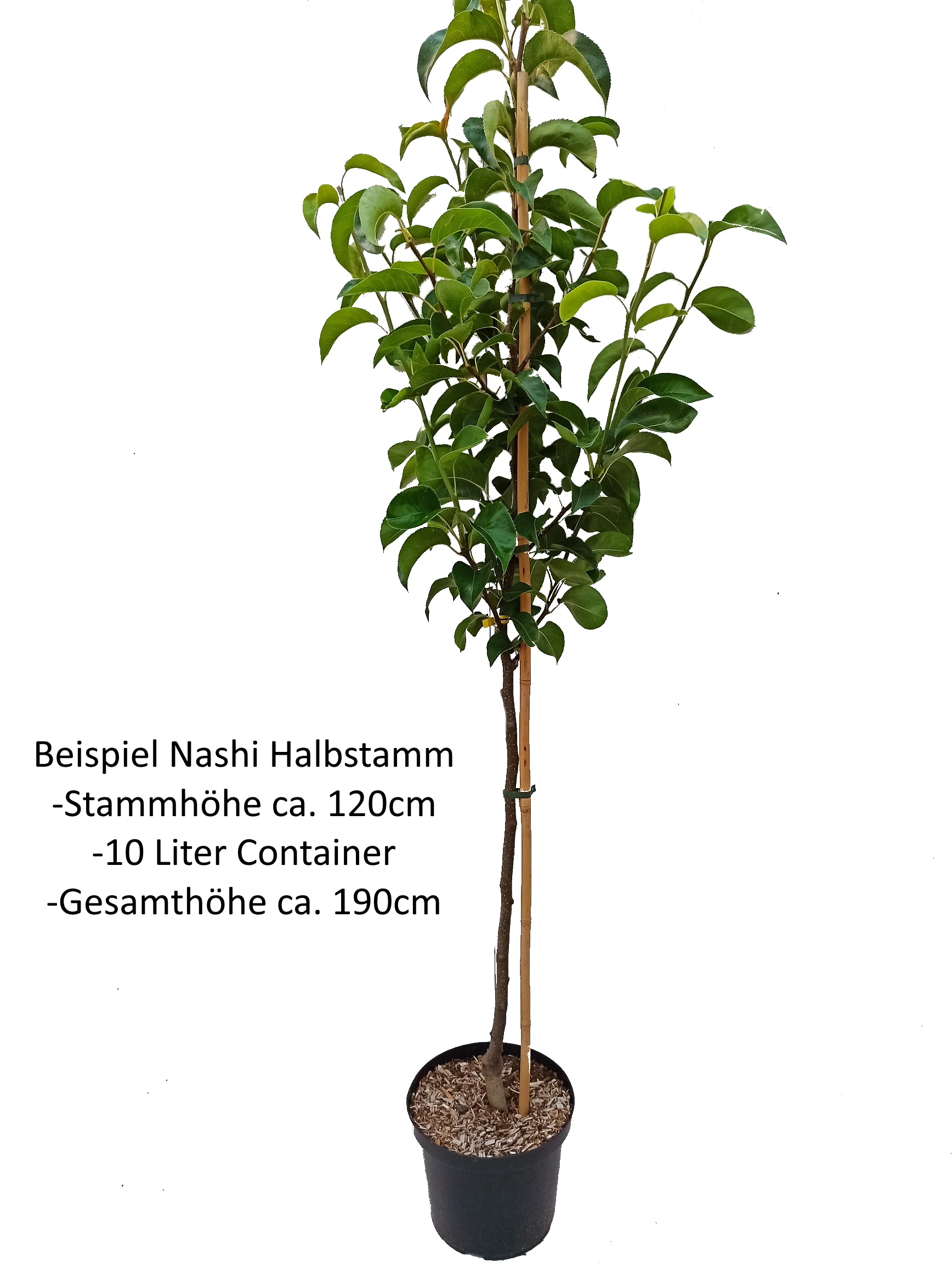 Benita®, Kreuzung Aus Birne Und Nashi Pyrus Pyrifolia `Benita´ – Bild 3