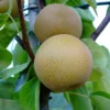 Nashi Hakko Pyrus Pyrifolia `Hakko´
