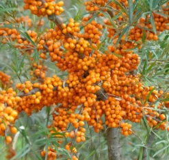 Sanddorn Orange Energy Hippophae Rhamnoides `Orange Energy´
