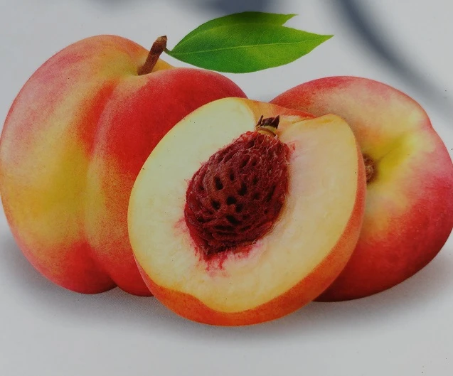 Pfirsich `Suncrest´ Prunus Persica `Suncrest´