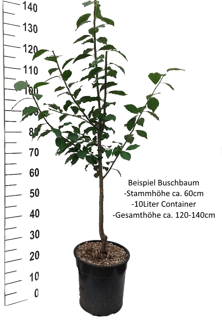 Cacaks Fruchtbare Prunus Domestica `Cacaks Fruchtbare´ – Bild 2