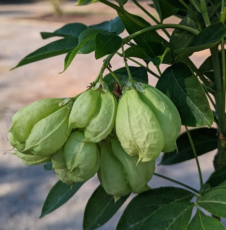 Rispen-Pimpernuss Staphylea Pinnata – Bild 4